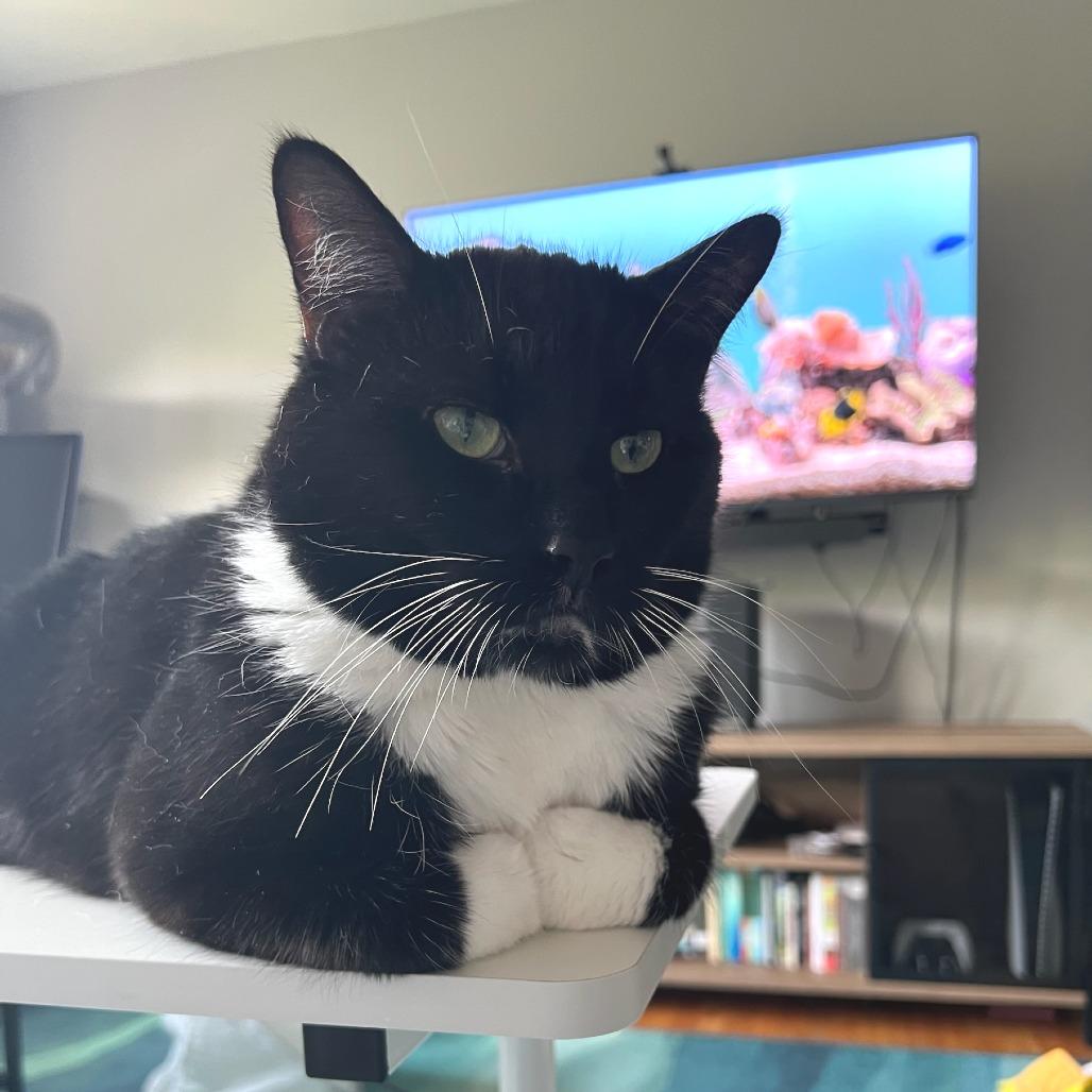 Honeysauce, a Adoptable Domestic Short Hair in Chicago, IL image 2/5