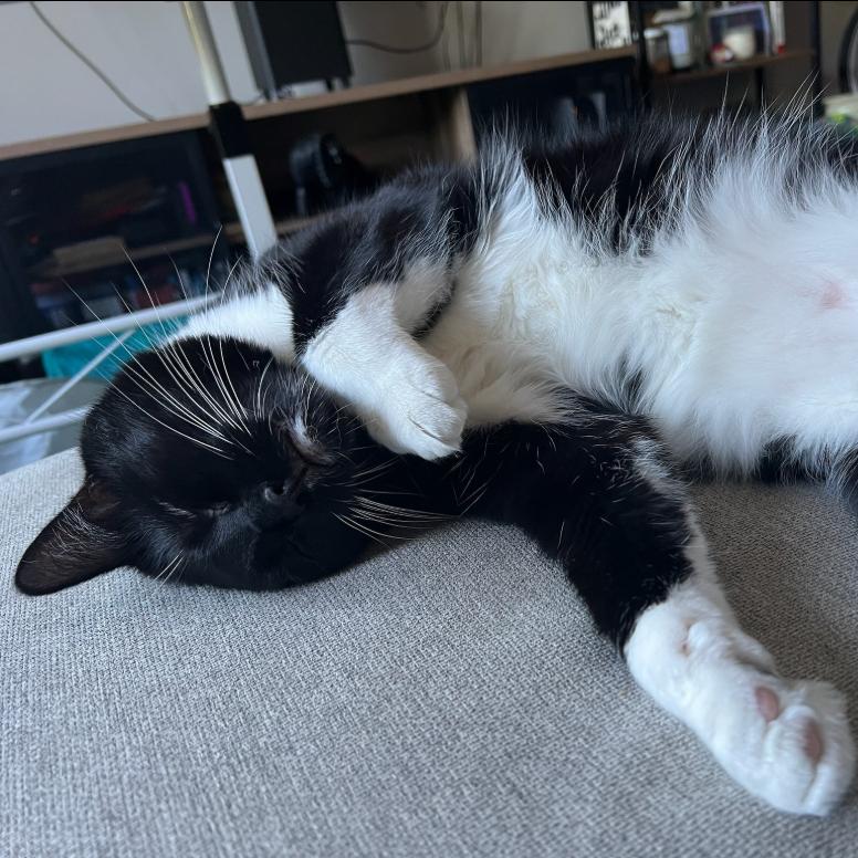 Honeysauce, a Adoptable Domestic Short Hair in Chicago, IL image 3/5