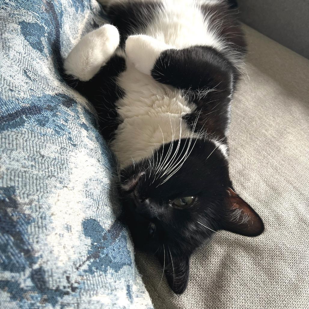 Honeysauce, a Adoptable Domestic Short Hair in Chicago, IL image 4/5