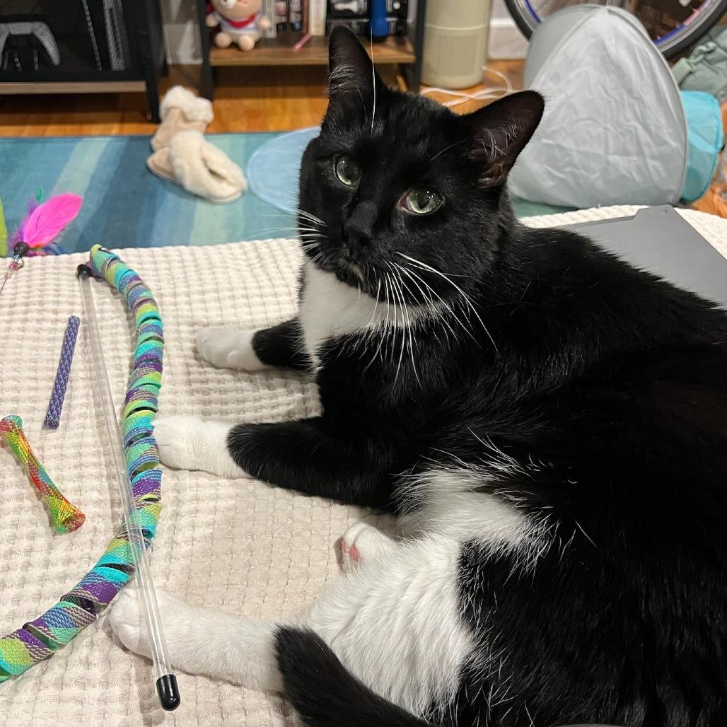 Honeysauce, a Adoptable Domestic Short Hair in Chicago, IL image 5/5