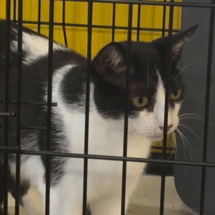 Daisy, Adoptable, Adult Female Domestic Short Hair.