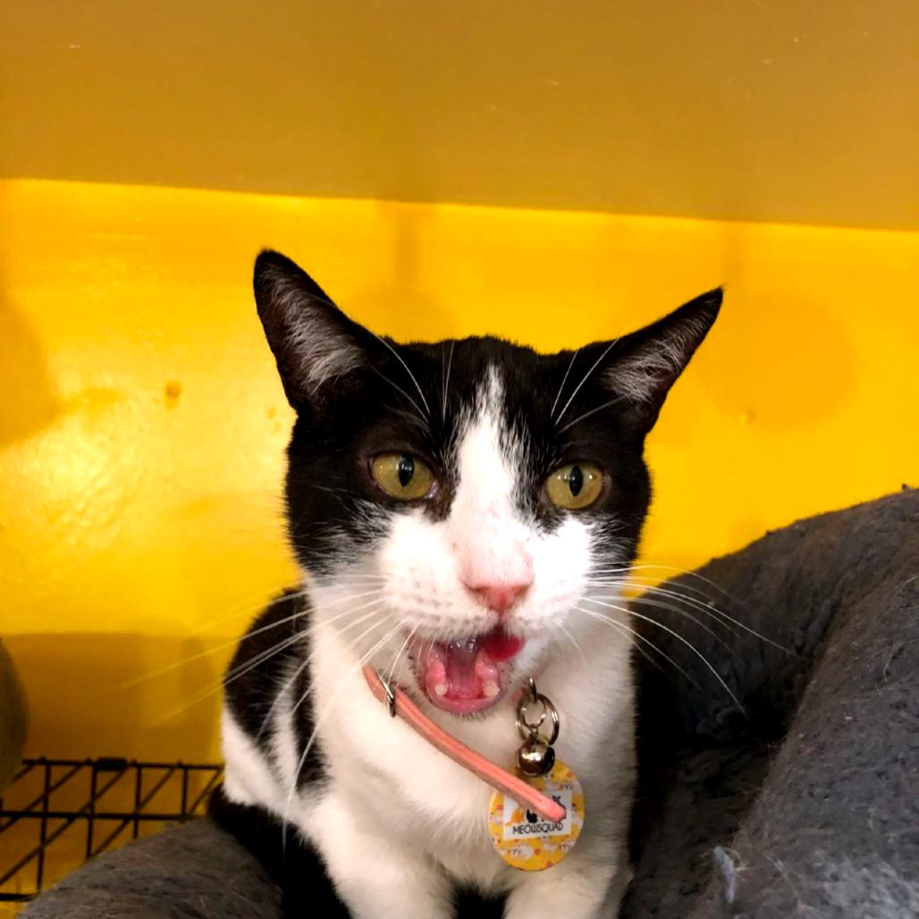 Daisy, a Adoptable Domestic Short Hair in Howard beach, NY image 2/4