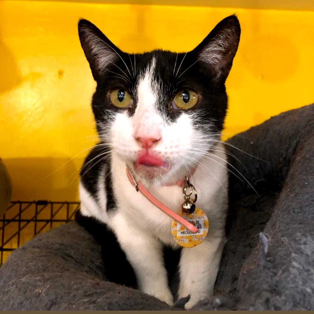 Daisy, a Adoptable Domestic Short Hair in Howard beach, NY image 3/4