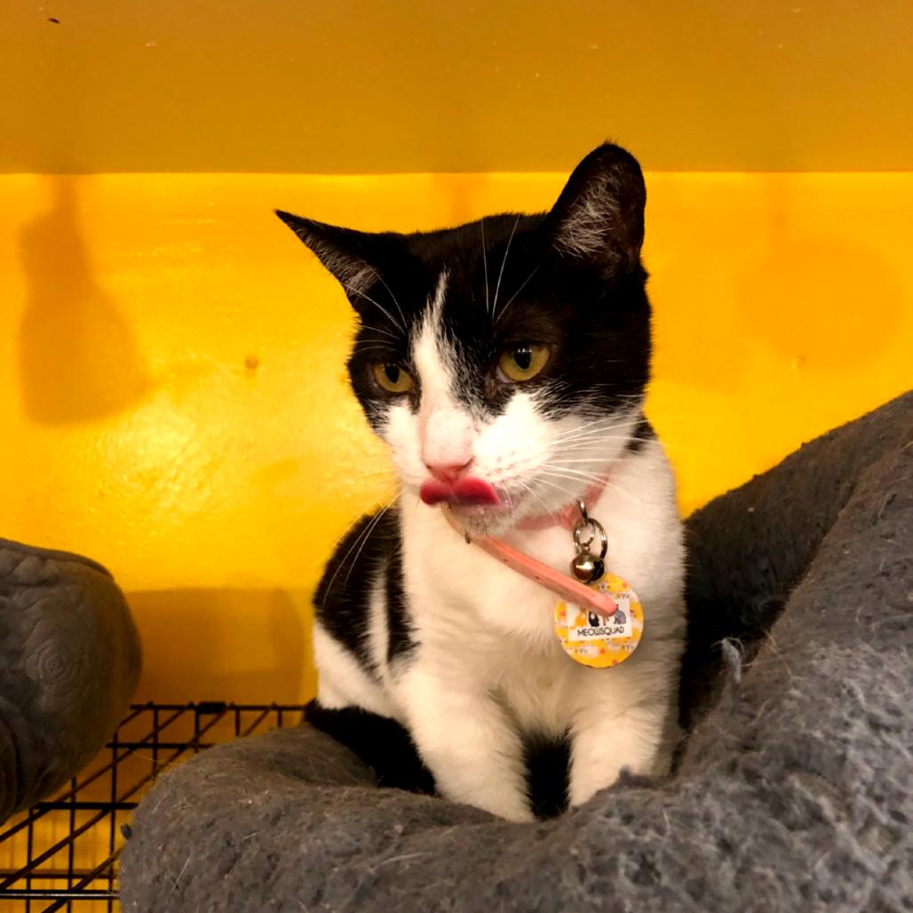 Daisy, a Adoptable Domestic Short Hair in Howard beach, NY image 4/4