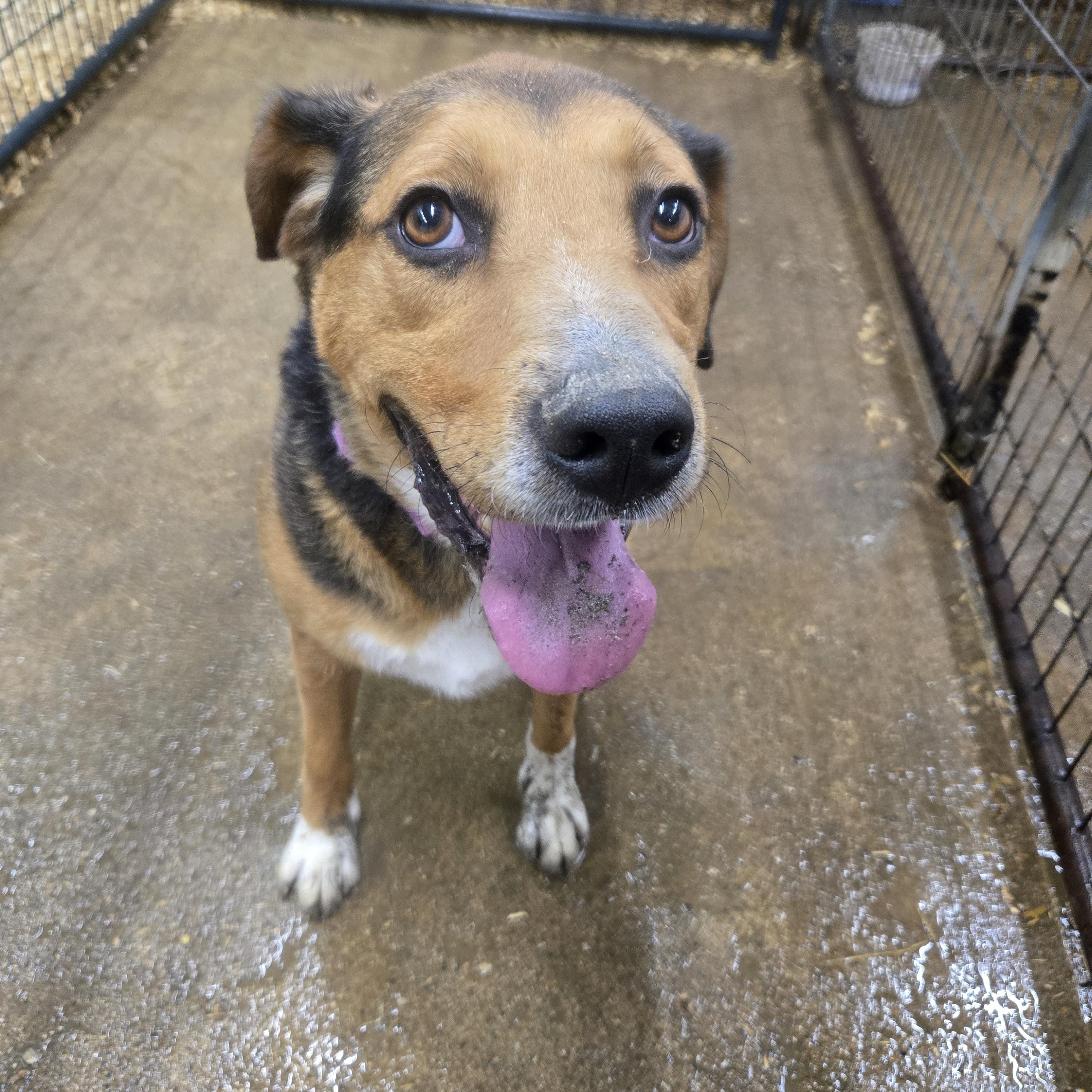 Denver, Adoptable, Adult Male Mixed Breed.