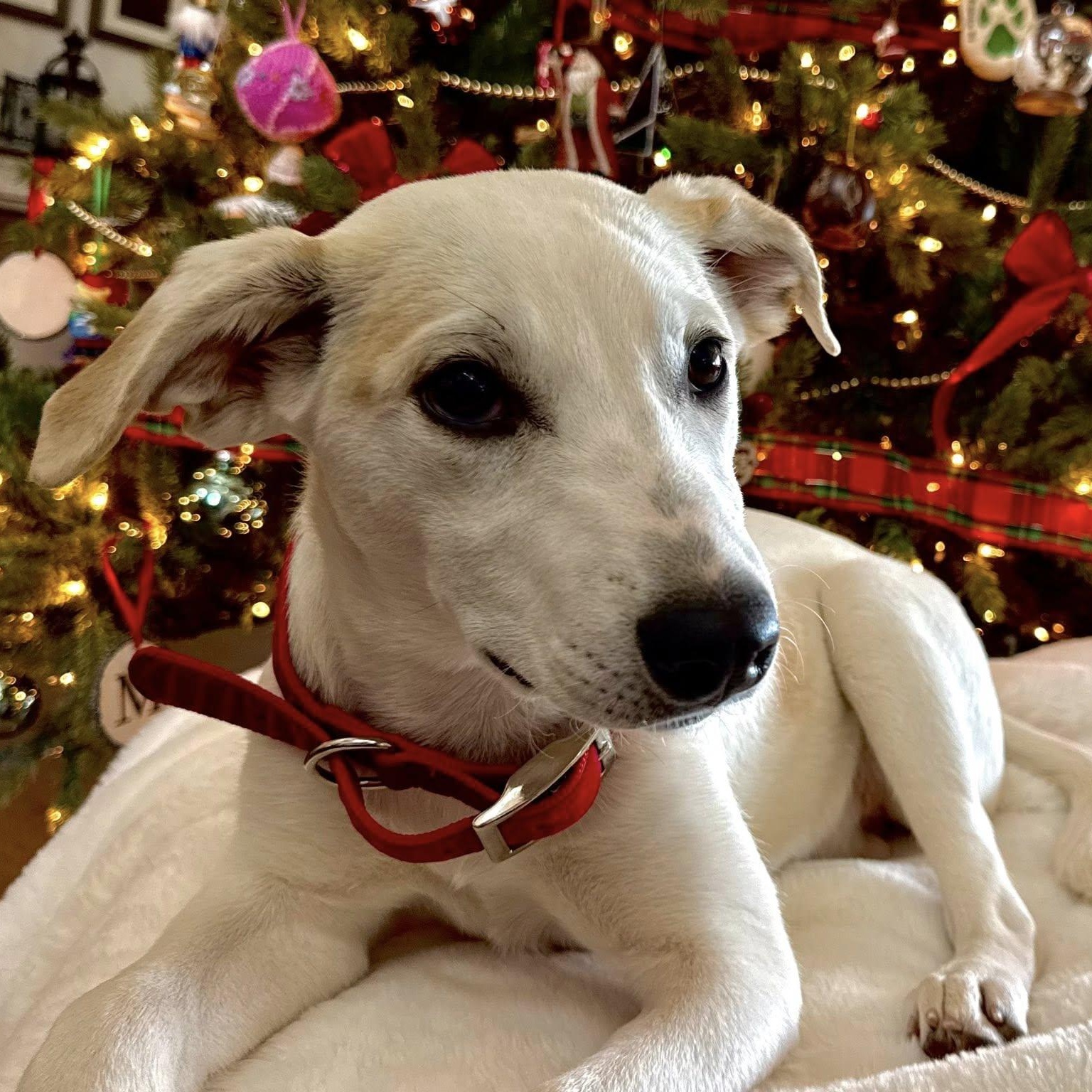 Enlarge SOPHIA, a Adoptable mixed breed in Loveland, CO image 2/5