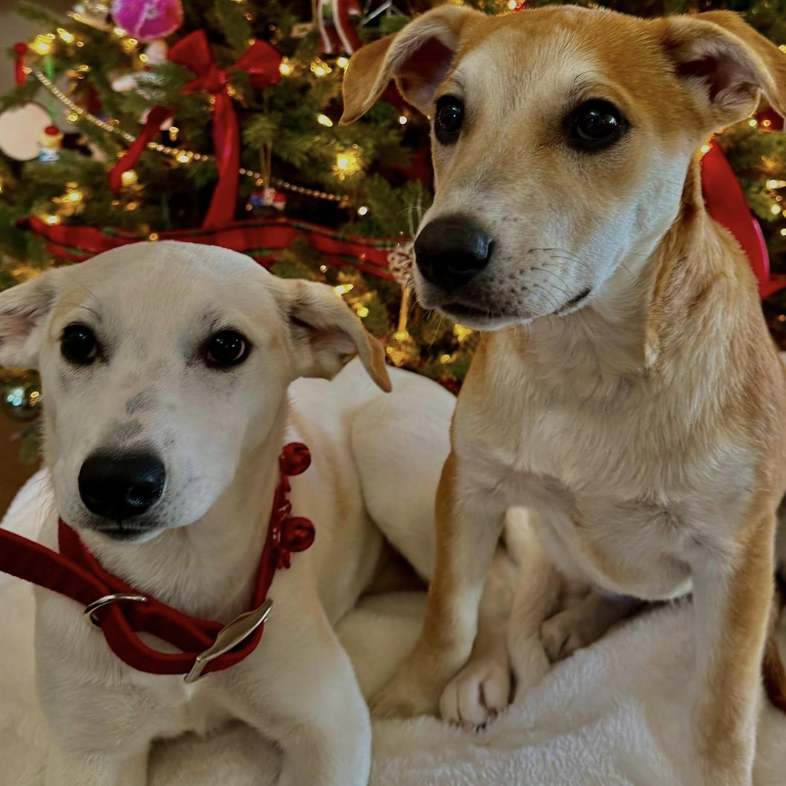 SOPHIA, Adoptable, Puppy Female Mixed Breed.