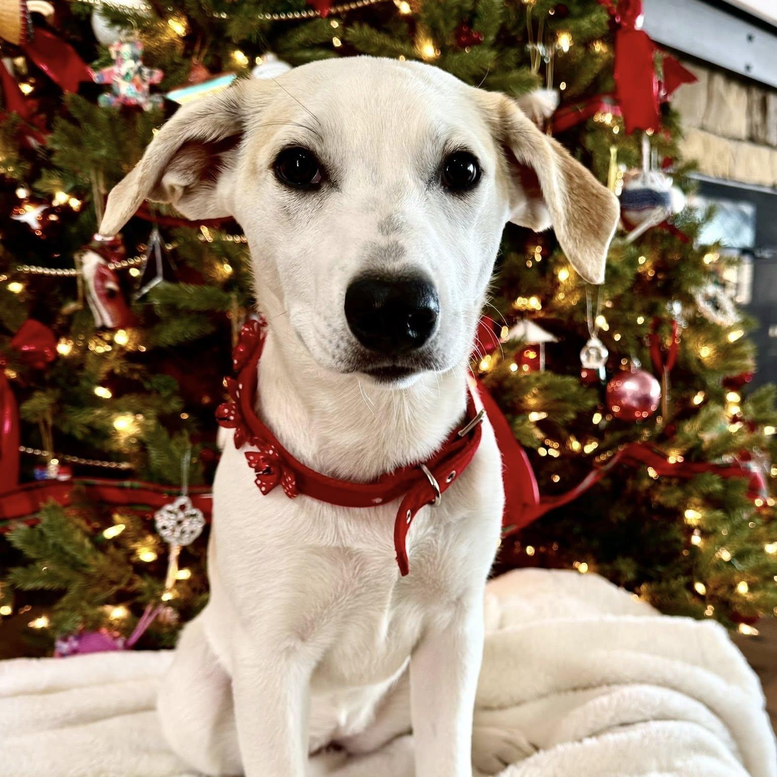 Enlarge SOPHIA, a Adoptable mixed breed in Loveland, CO image 1/5