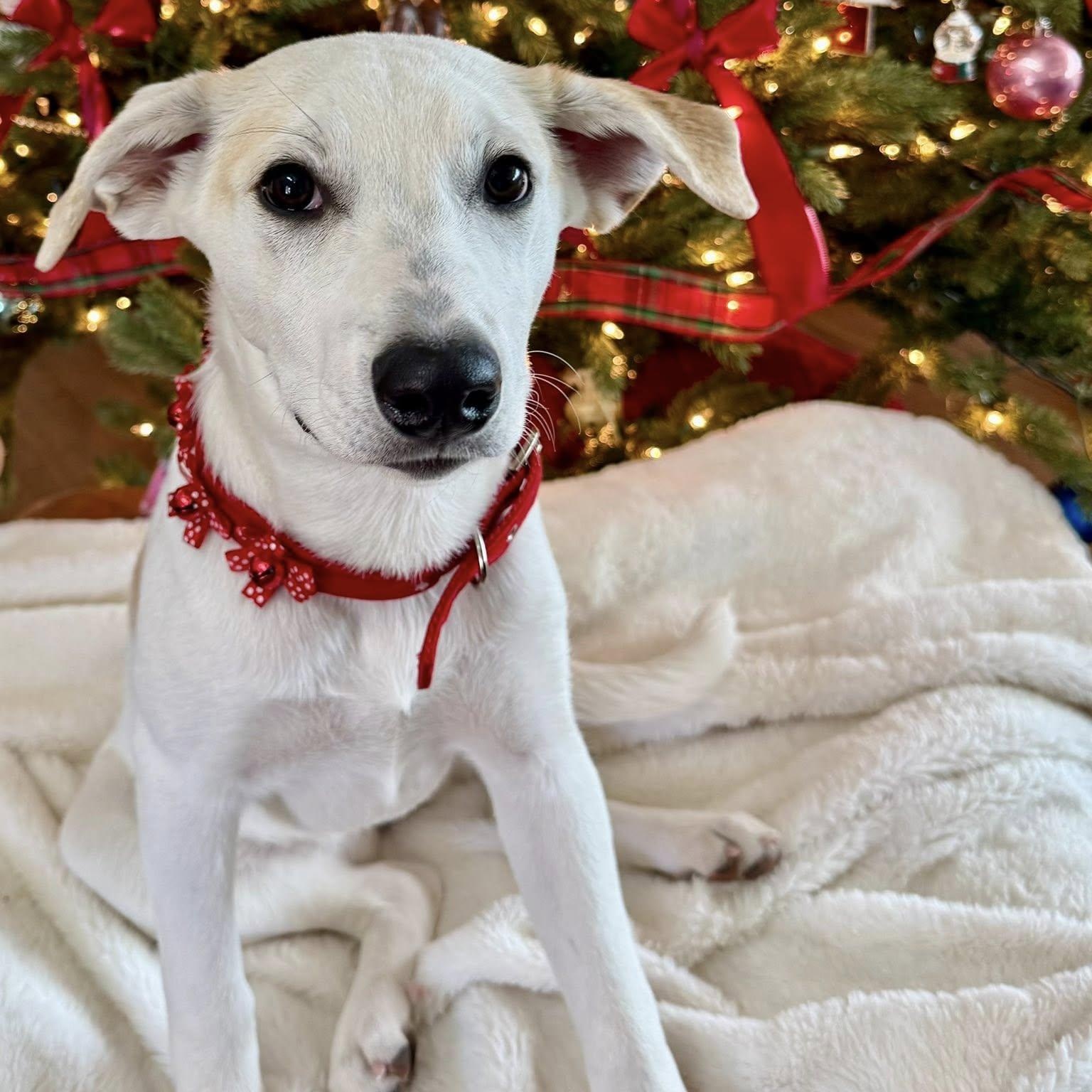 Enlarge SOPHIA, a Adoptable mixed breed in Loveland, CO image 4/5