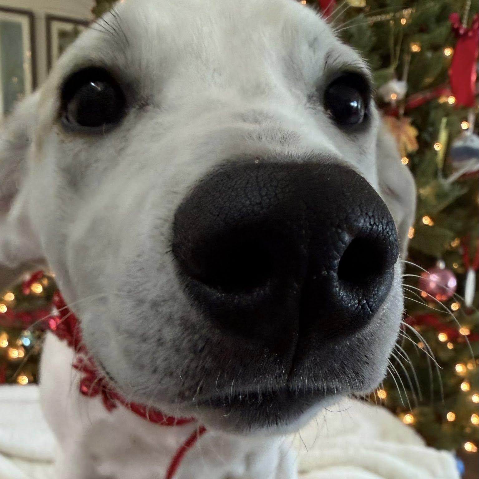 Enlarge SOPHIA, a Adoptable mixed breed in Loveland, CO image 5/5