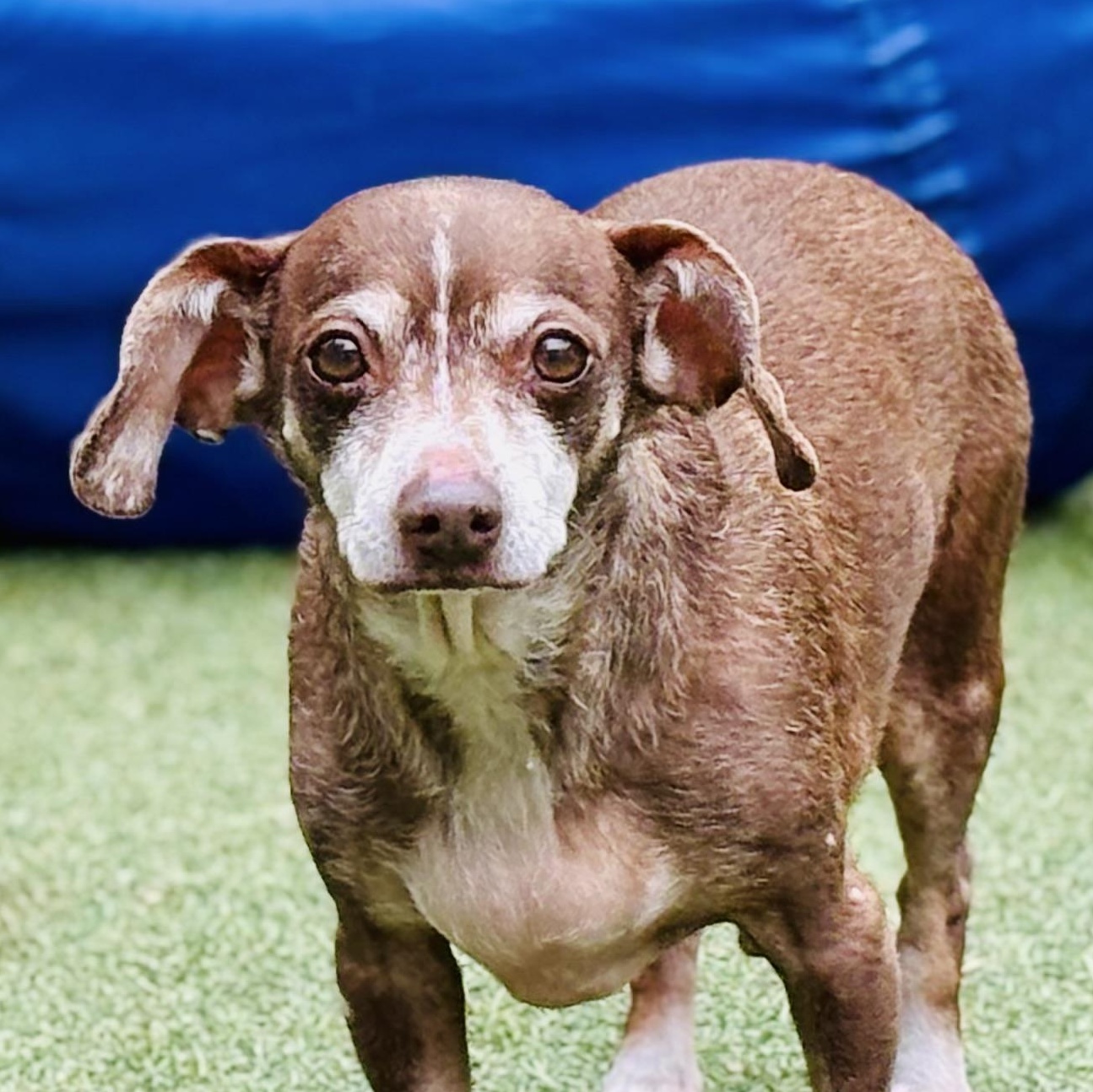 Enlarge Chi Chi La Rue, a ADOPTABLE Dachshund in Beverly Hills, CA image 1/1