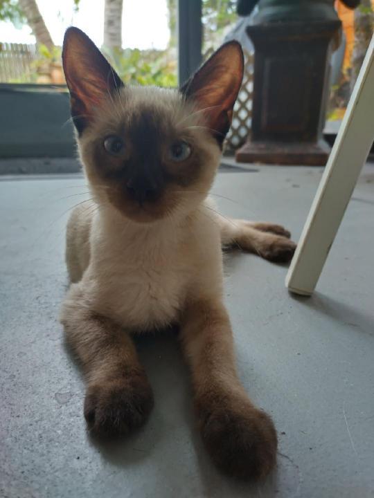 Anise, Adopted, Young Female Siamese.