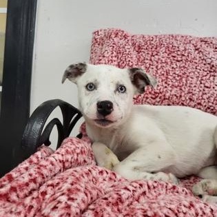 Lucy , ADOPTABLE, Young Female Labrador Retriever.