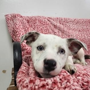 Enlarge Lucy , a ADOPTABLE mixed breed in Grove, OK image 2/2