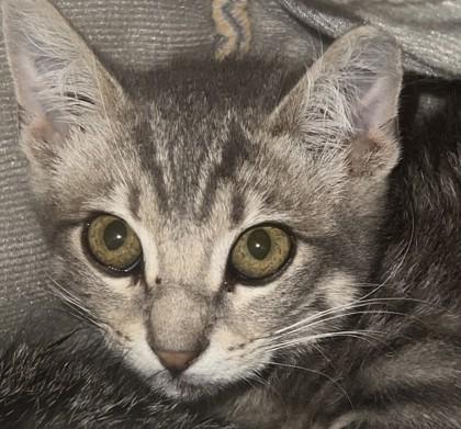 Goofy, Adoptable, Young Male Domestic Short Hair & Domestic Short Hair.