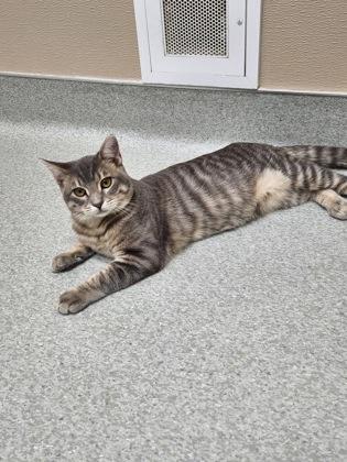 Enlarge Goofy, a Adoptable mixed breed in Roseville, CA image 2/2