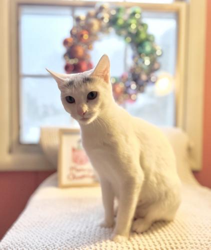 Ashley, a Adoptable Domestic Short Hair in St. Johnsbury, VT image 2/3