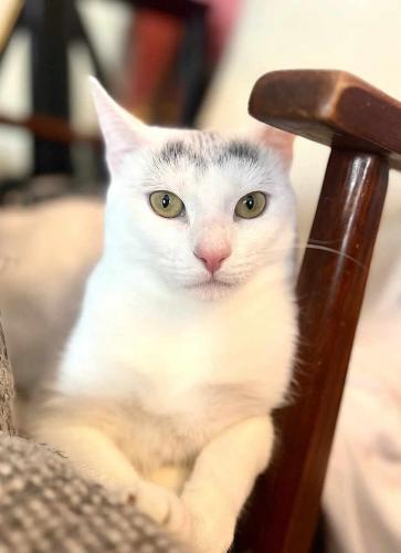 Enlarge Ashley, a Adoptable Domestic Short Hair in St. Johnsbury, VT image 1/3