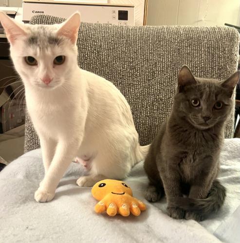 Enlarge Ashley, a Adoptable Domestic Short Hair in St. Johnsbury, VT image 2/3