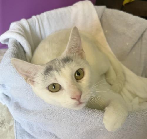 Enlarge Ashley, a Adoptable Domestic Short Hair in St. Johnsbury, VT image 3/3