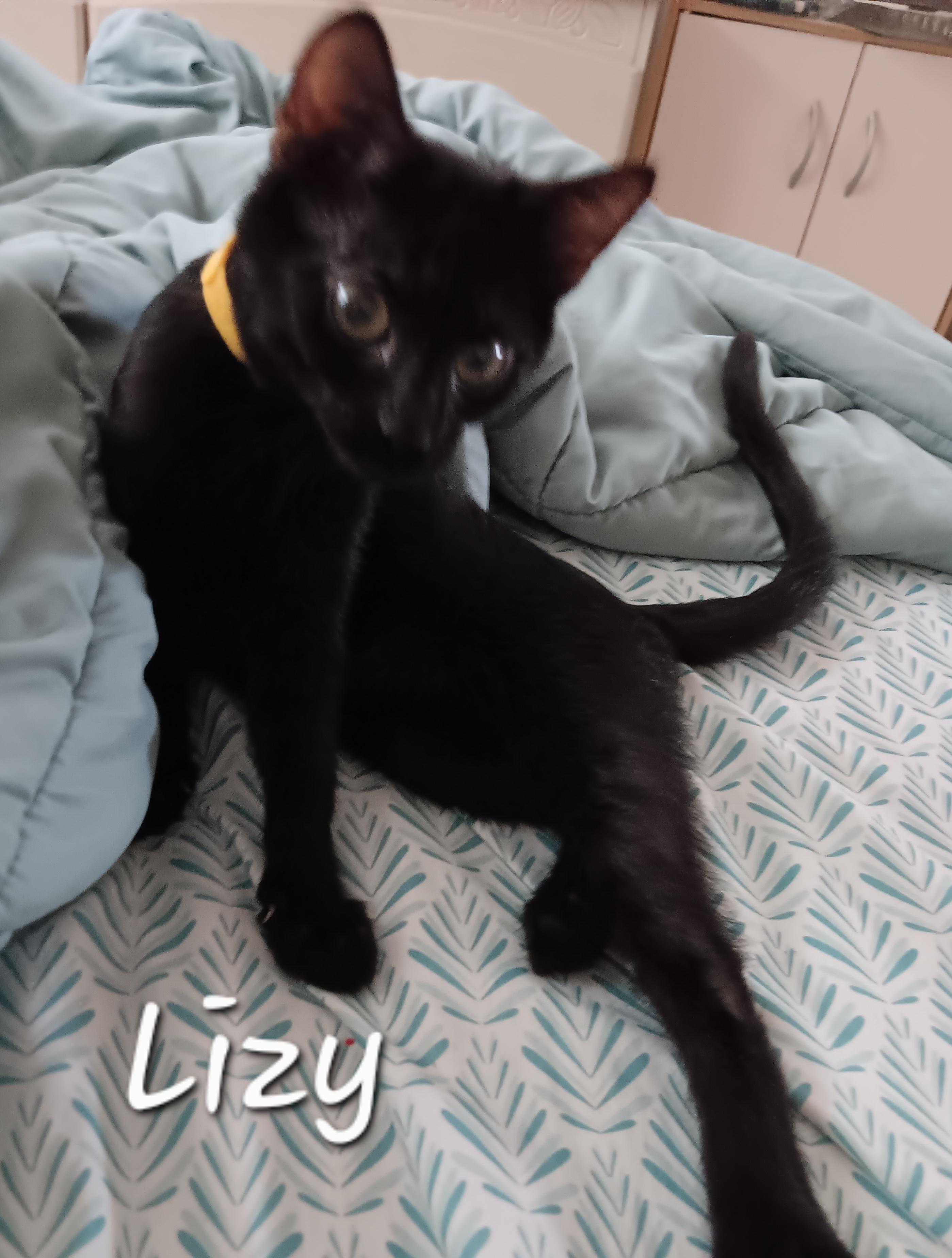 Enlarge Lizy, a ADOPTABLE Domestic Short Hair in Redondo Beach, CA image 3/3