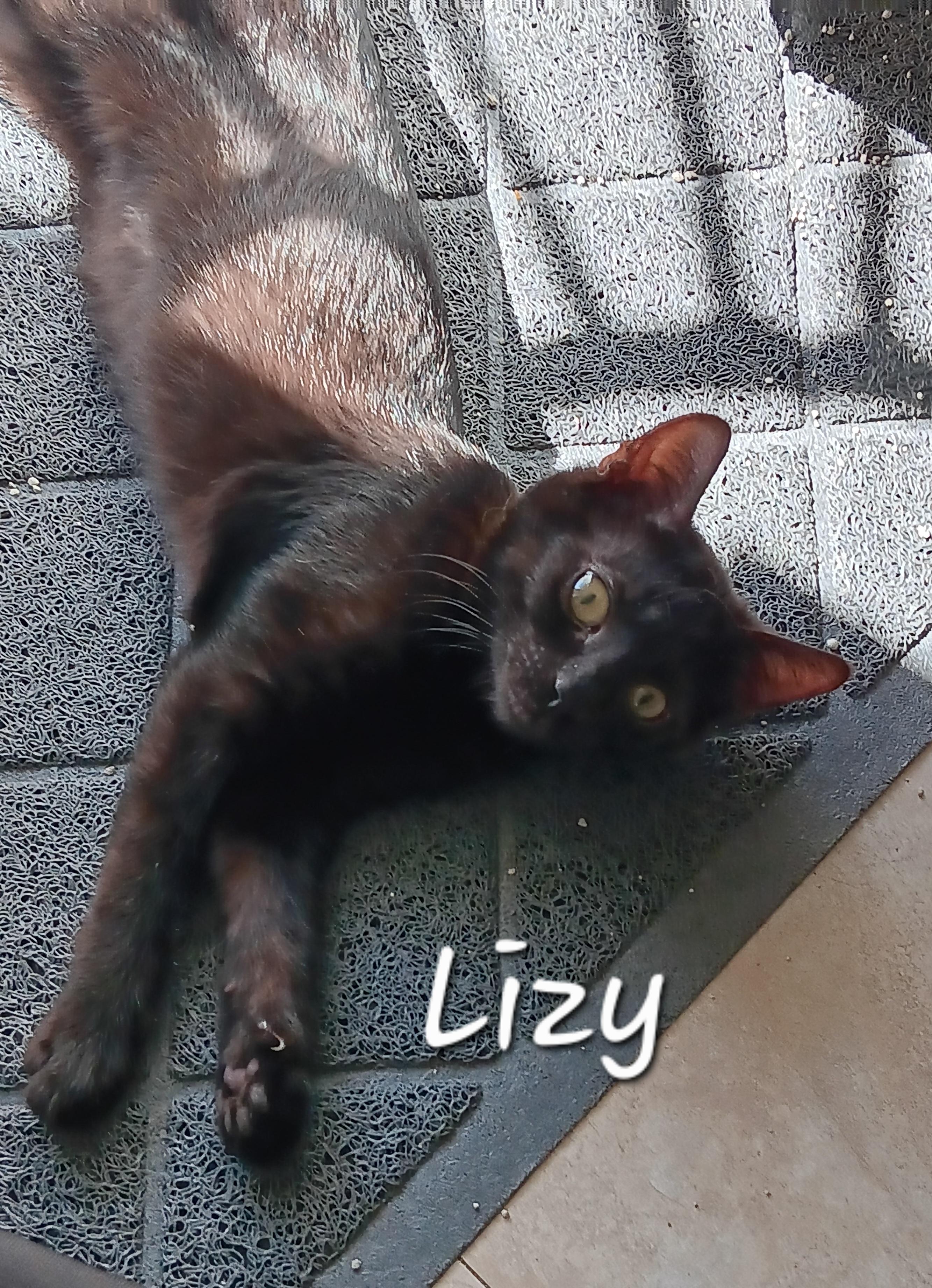 Lizy, ADOPTABLE, Kitten Female Domestic Short Hair.