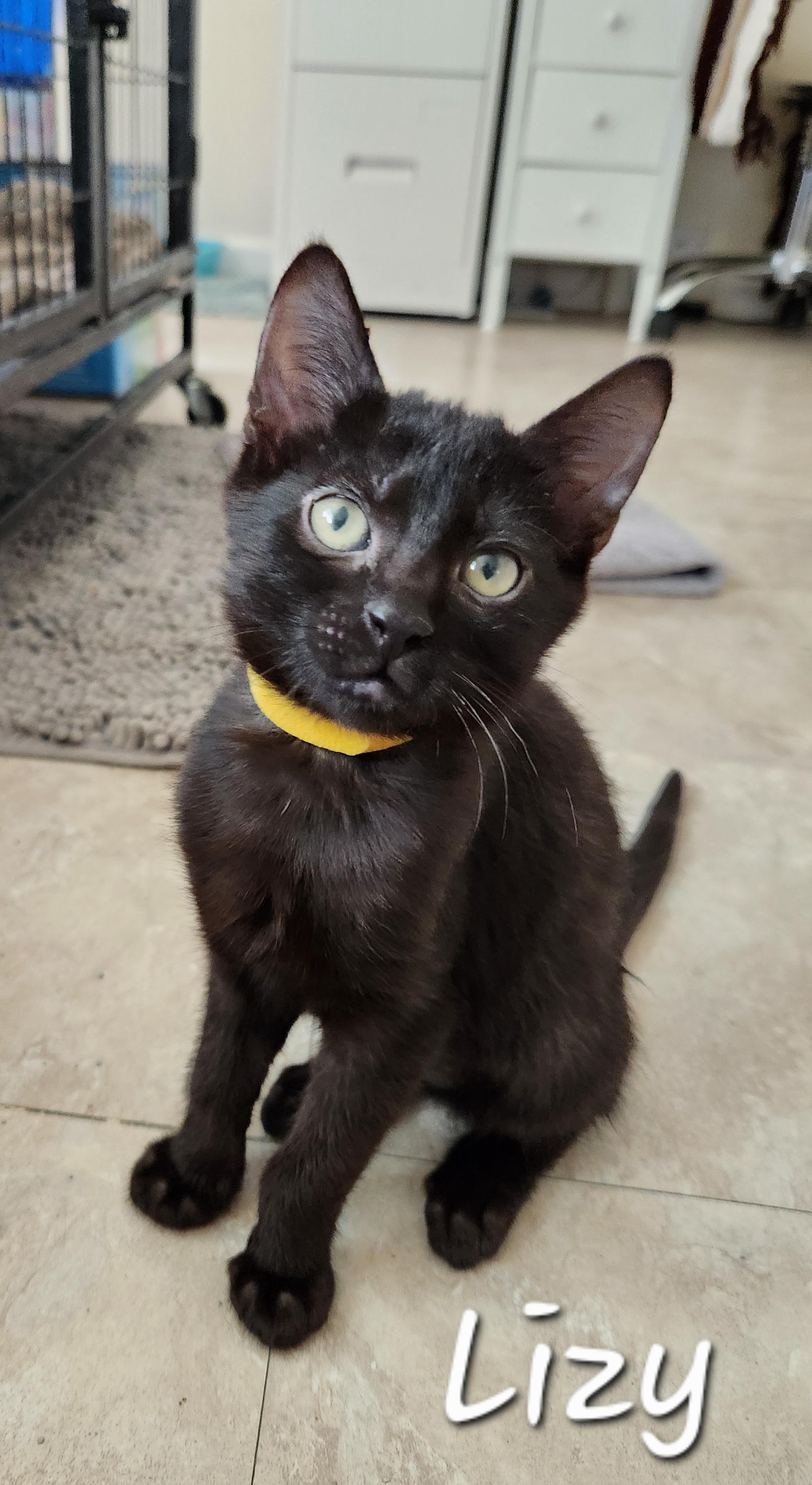 Lizy, ADOPTABLE, Kitten Female Domestic Short Hair.