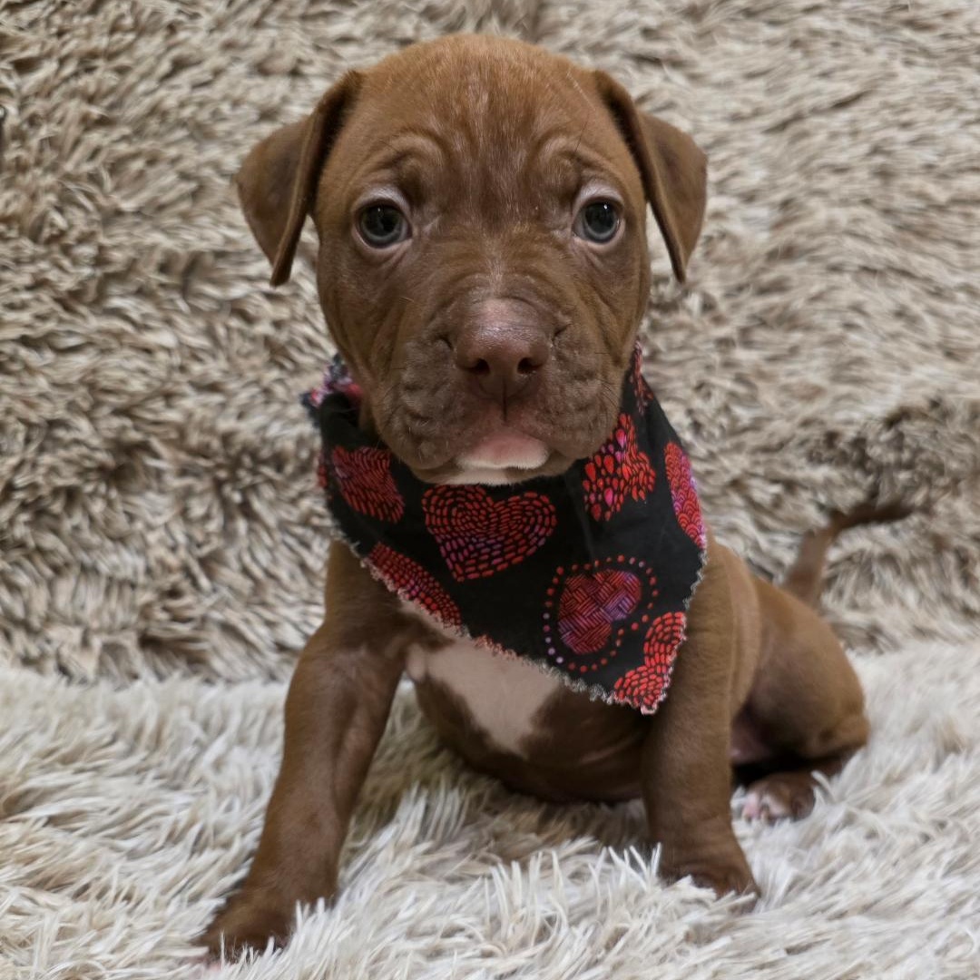 Enlarge Hinge, a ADOPTABLE mixed breed in Phenix City, AL image 1/5