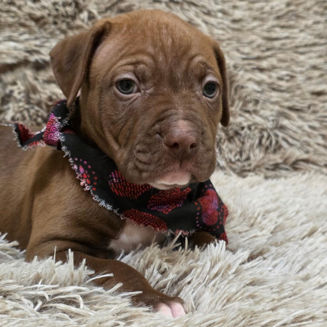 Enlarge Hinge, a ADOPTABLE mixed breed in Phenix City, AL image 3/5