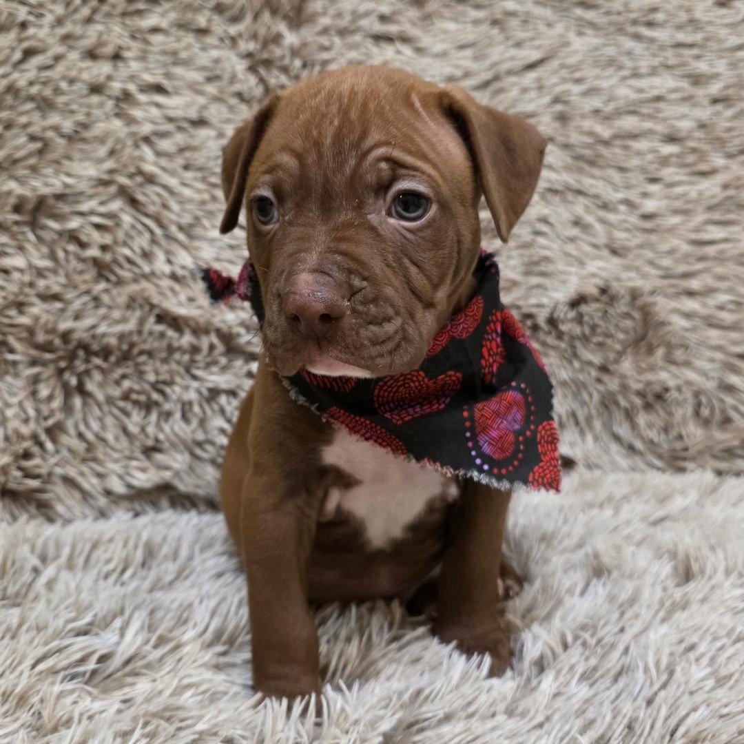 Enlarge Hinge, a ADOPTABLE mixed breed in Phenix City, AL image 4/5