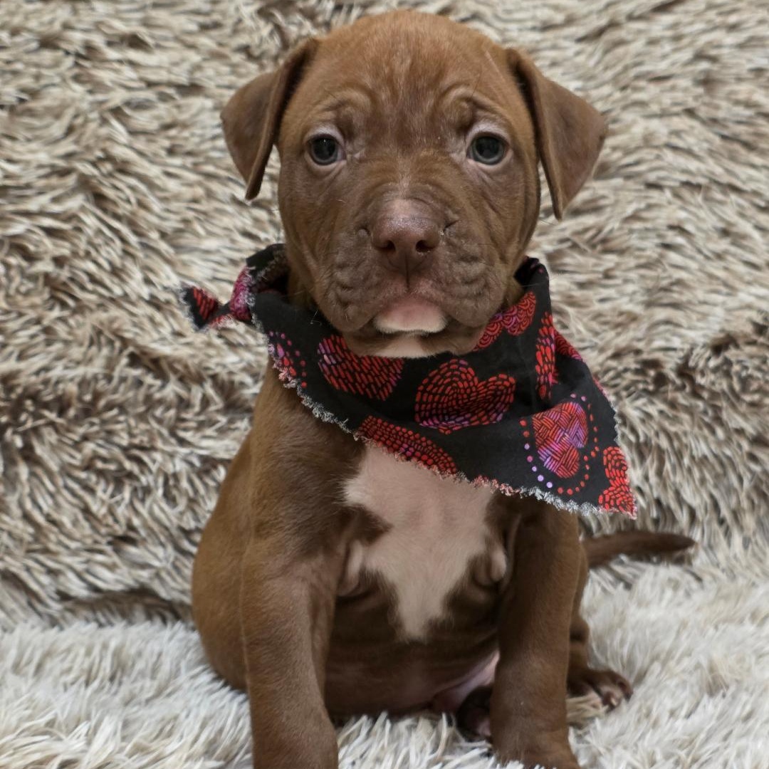 Enlarge Hinge, a ADOPTABLE mixed breed in Phenix City, AL image 2/5