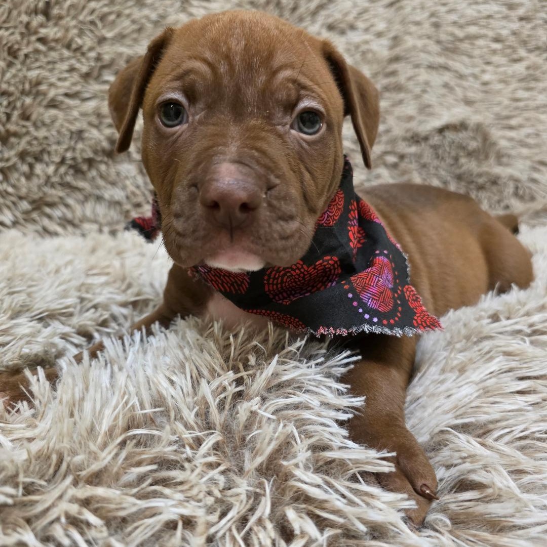 Enlarge Hinge, a ADOPTABLE mixed breed in Phenix City, AL image 5/5