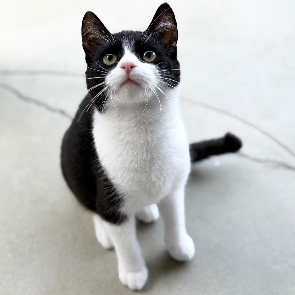 Violet, Adoptable, Young Female Domestic Short Hair.