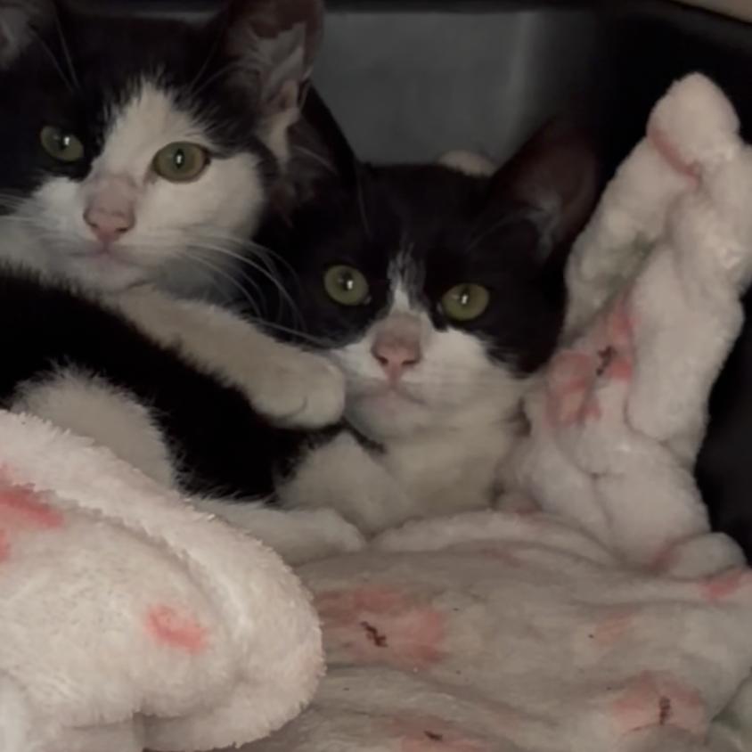 Violet, a Adoptable Domestic Short Hair in Costa Mesa, CA image 2/2