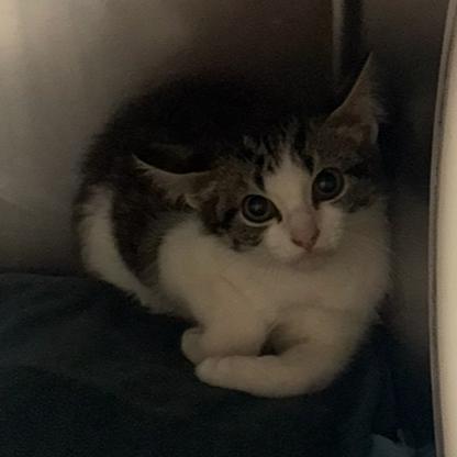 Gnome, Adoptable, Kitten Male Domestic Short Hair.
