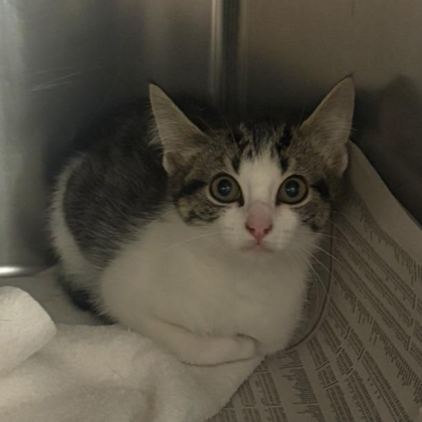 Gnome, a Adoptable Domestic Short Hair in Charlottesville, VA image 2/3