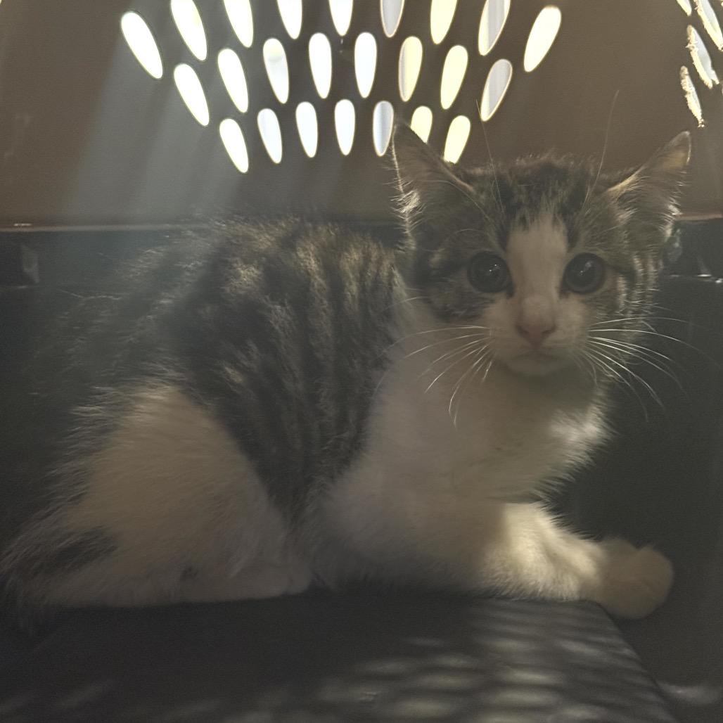 Gnome, a Adoptable Domestic Short Hair in Charlottesville, VA image 3/3