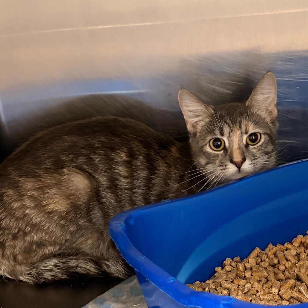 Amaretti, Adoptable, Young Female Domestic Short Hair.