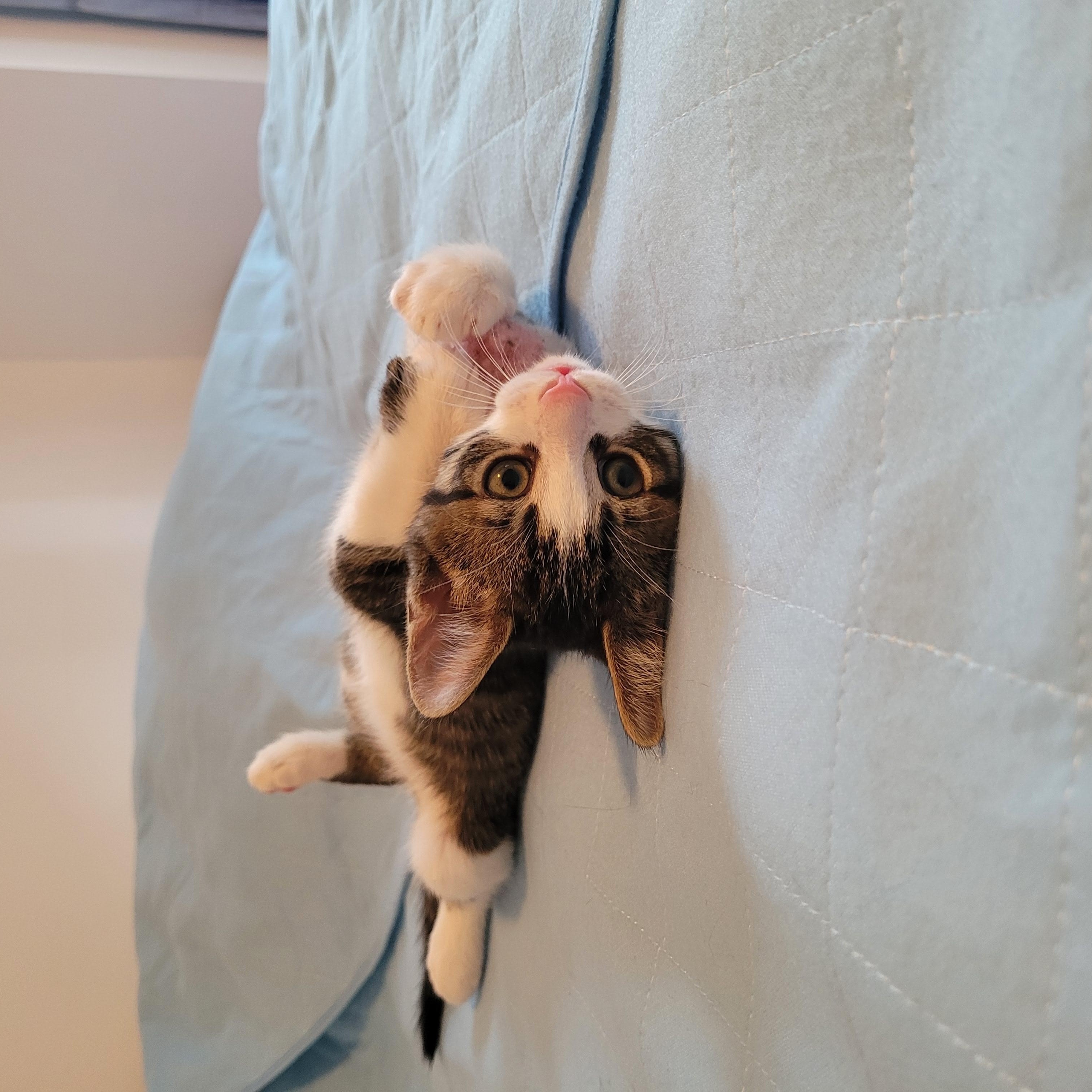 Enlarge Titan, an adopted Domestic Short Hair in Mississauga, ON image 2/5