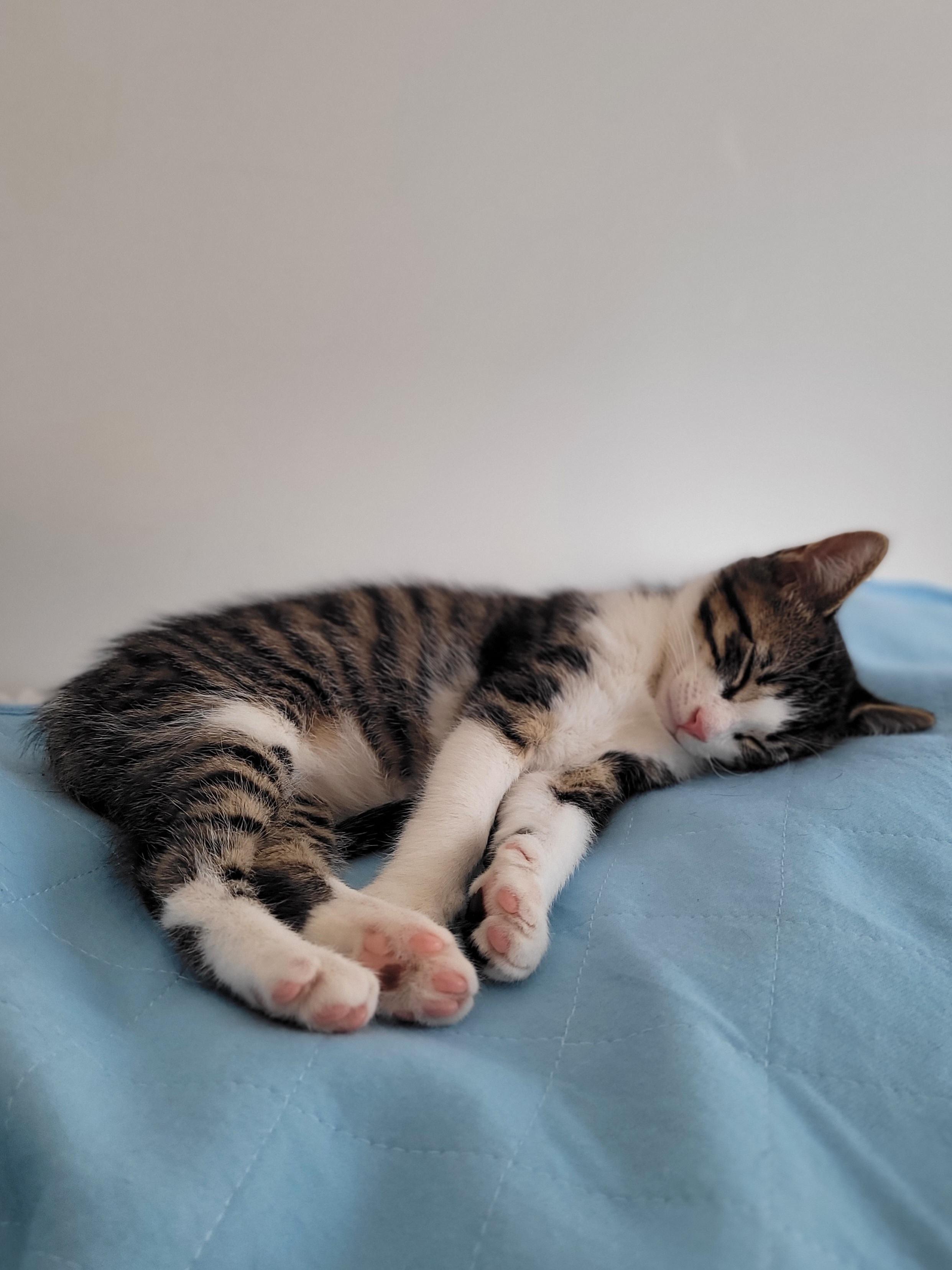 Enlarge Titan, an adopted Domestic Short Hair in Mississauga, ON image 5/5