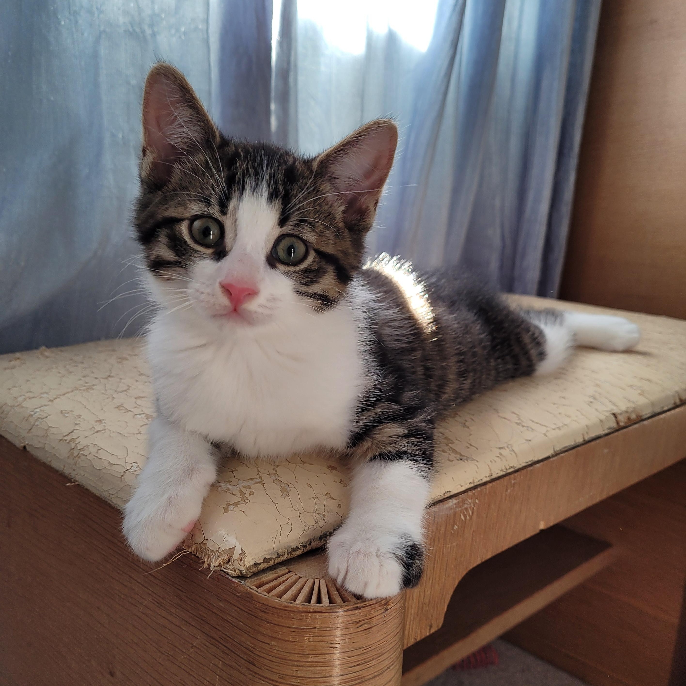 Titan, adopted, Kitten Male Domestic Short Hair.