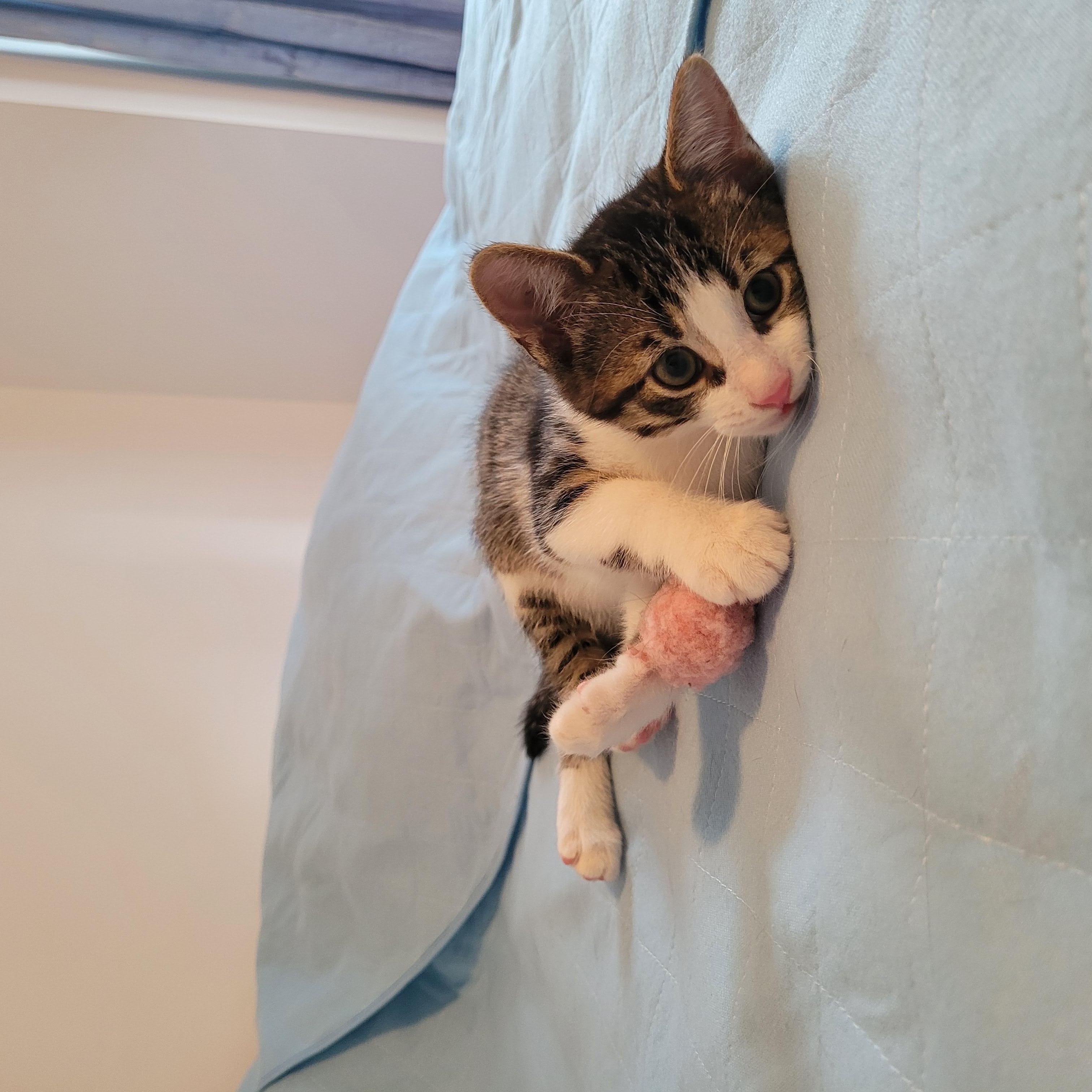 Enlarge Titan, an adopted Domestic Short Hair in Mississauga, ON image 4/5