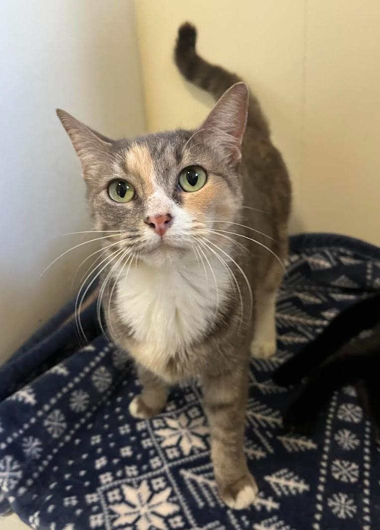 Peaches, Adoptable, Adult Female Domestic Short Hair.