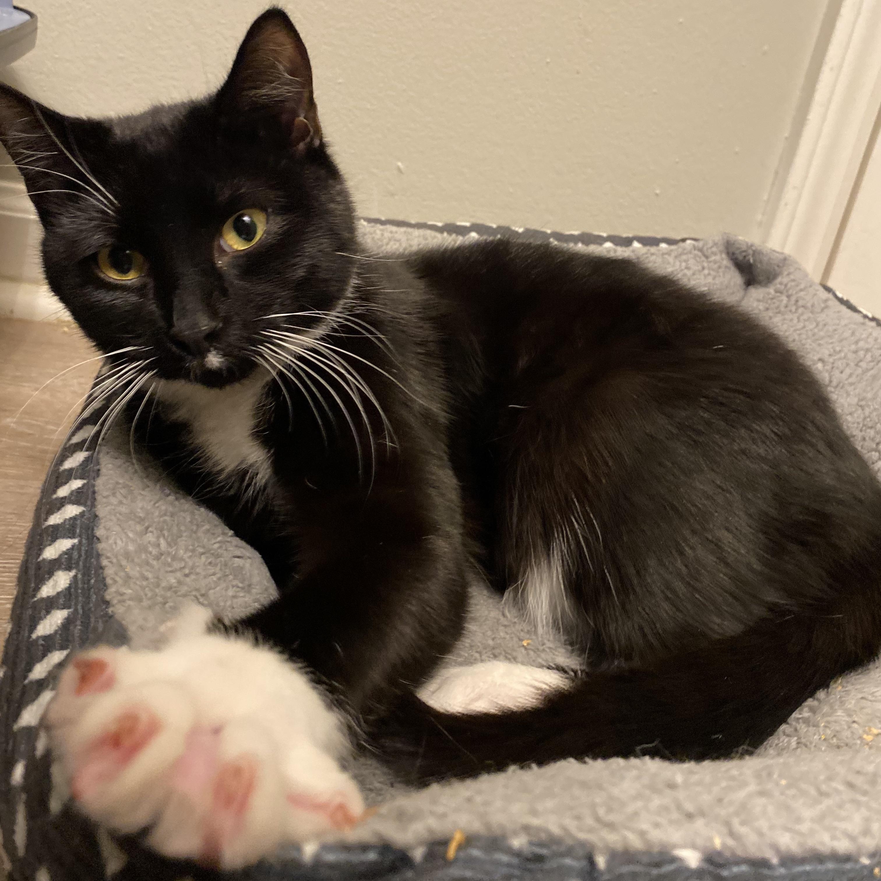 Enlarge Jennings, a Adoptable Tuxedo in Mount Holly, NC image 1/1