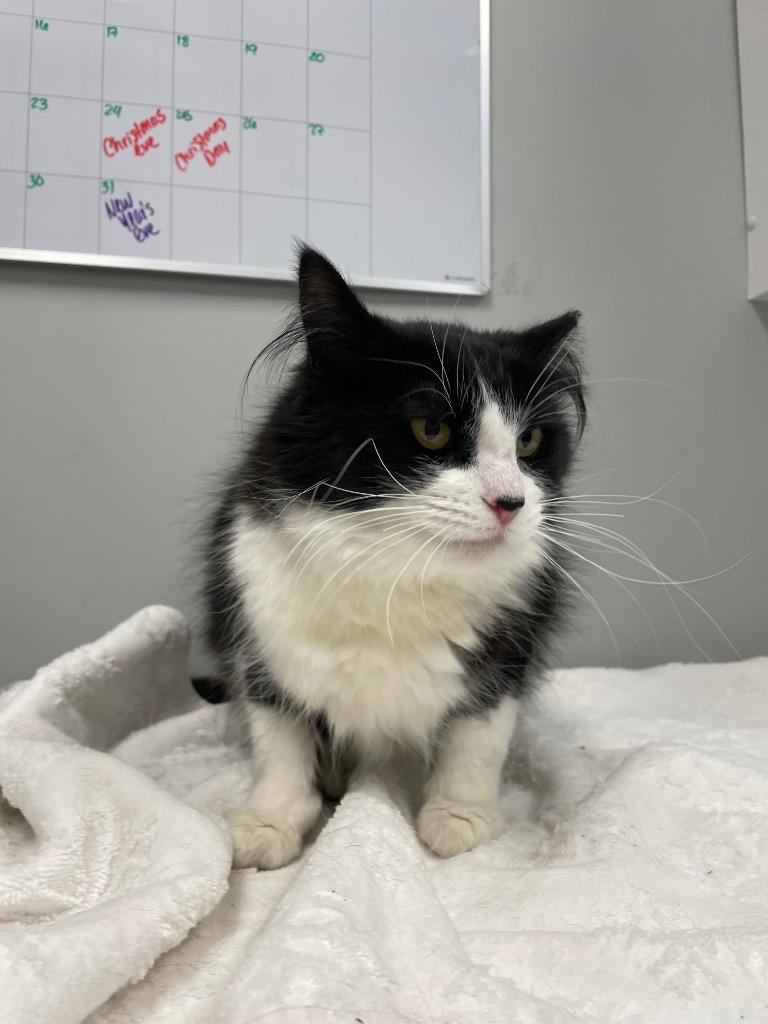 Hex, Adoptable, Adult Female Domestic Long Hair.