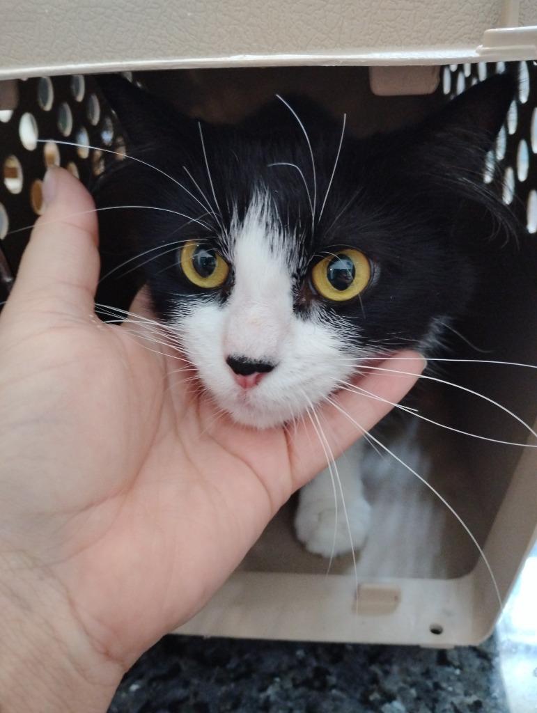 Hex, a Adoptable mixed breed in Angola, IN image 2/2