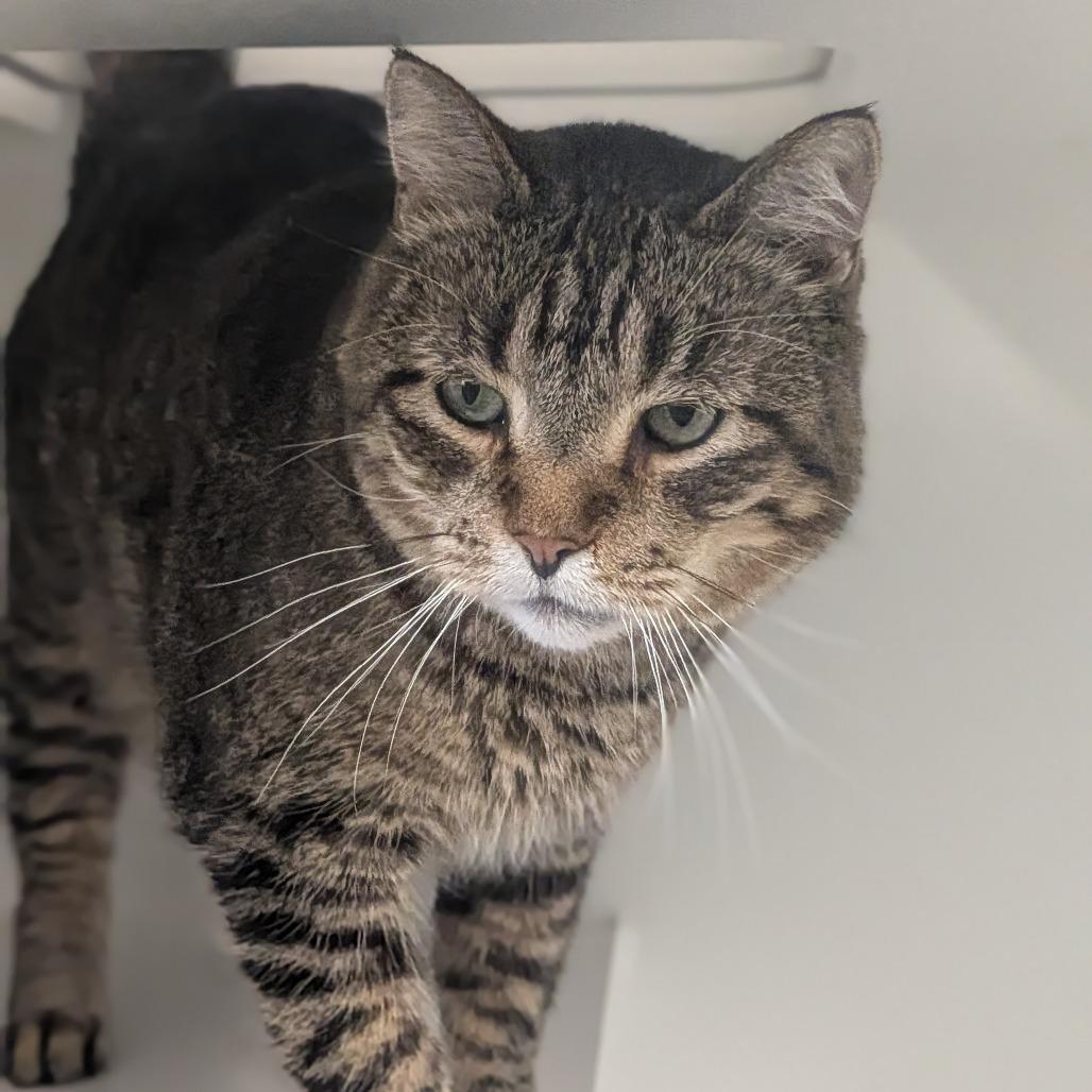 Whiskers, Adoptable, Adult Male Domestic Short Hair.