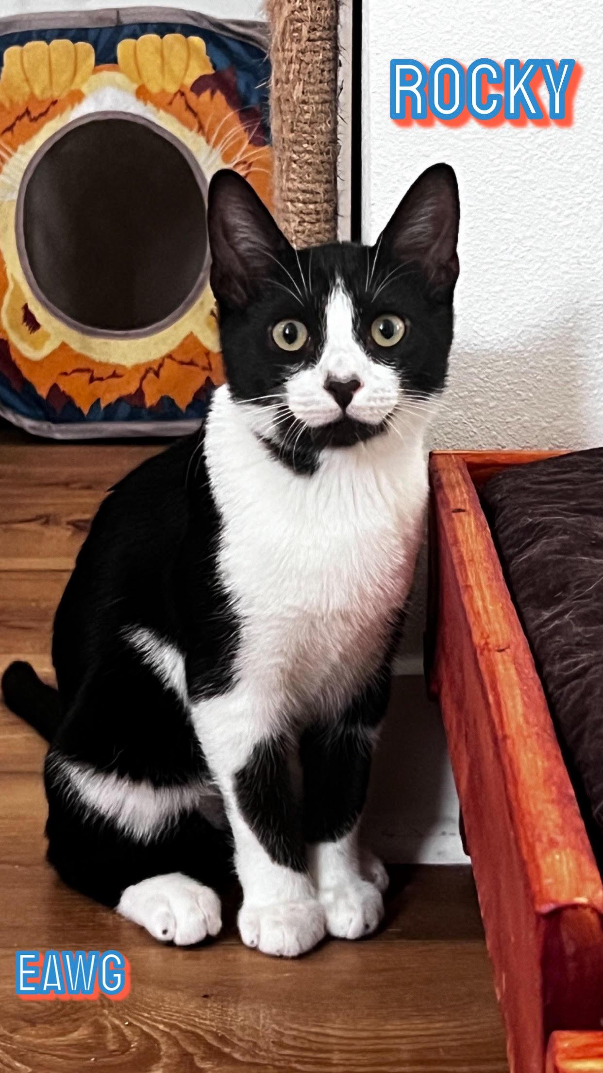 Enlarge Rocky, a Adoptable American Shorthair in Pensacola, FL image 1/1