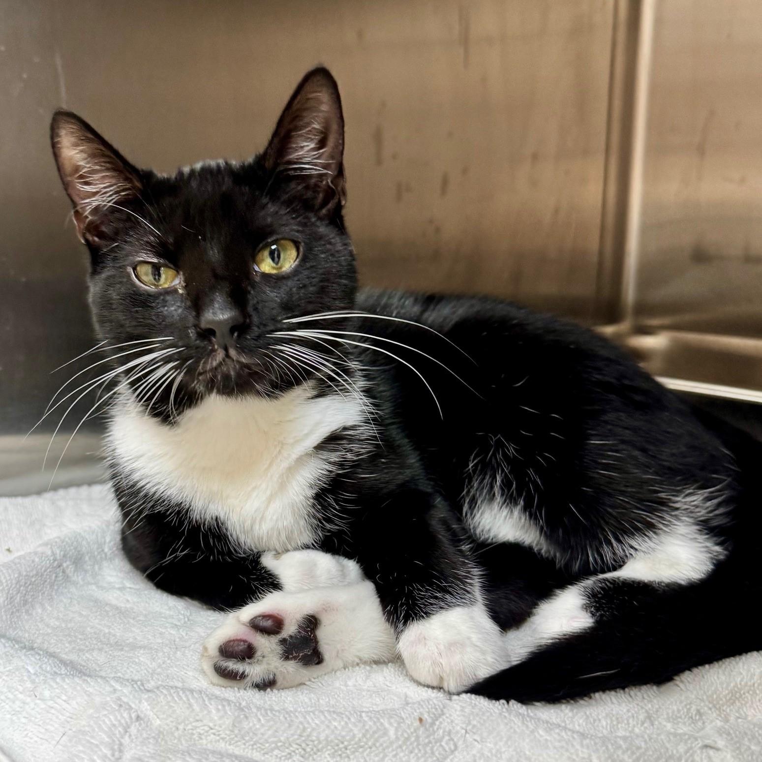 Orphie, Adoptable, Young Male Domestic Short Hair.