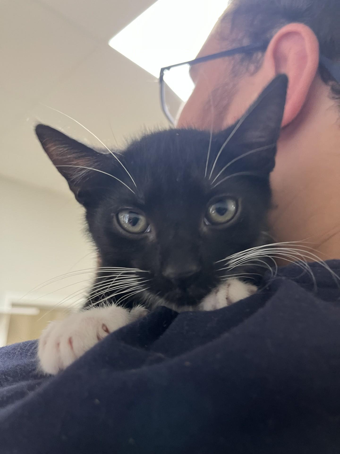 Orphie, a Adoptable Domestic Short Hair in Hilton Head Island, SC image 2/2